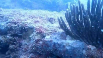 Proyectan nuevo arrecife artificial frente a costas del sur