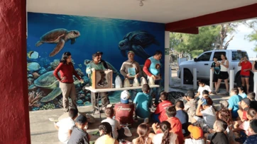 Liberan ejemplares de tortuga verde en playa La Pesca