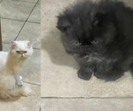 GATITOS PERSA, 8 