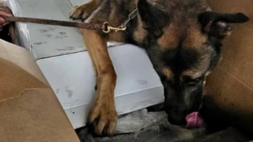 Perro Rini detecta metanfetamina en aduana de Tijuana