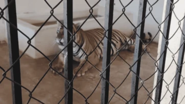 Rescatan tigres de bengala en un domicilio de Sinaloa