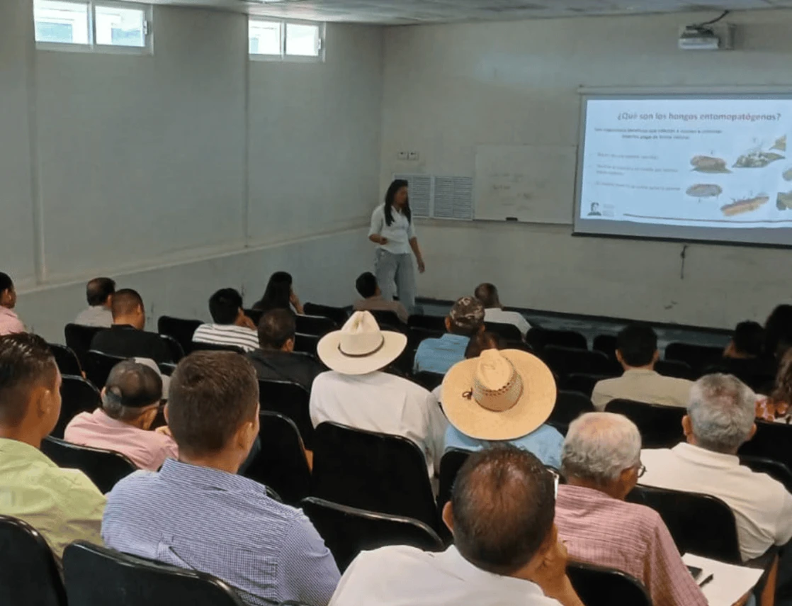 Capacitan a citricultores para combatir plaga de HLB
