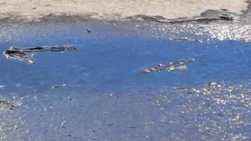 Vuelven molestias por aguas negras
