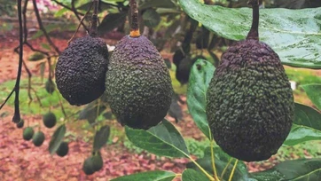Producción de aguacate eleva extorsión hasta 59%, revela estudio