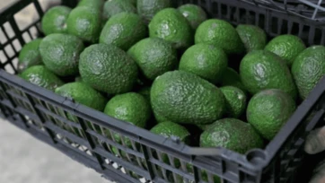 Conoce el nuevo requisito para la exportación del aguacate mexicano