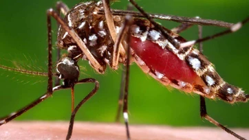 Brote de dengue en Florida es el más grande en décadas en el territorio continental de EEUU