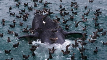 Científicos buscan respuestas a muerte de crías de ballena en costas de Argentina