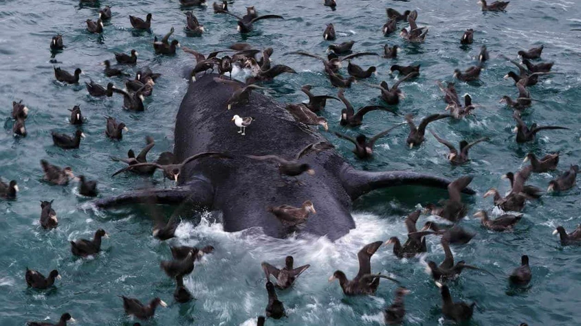 Científicos buscan respuestas a muerte de crías de ballena en costas de Argentina