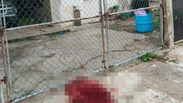 Mujer mata a perro a puñaladas en Tampico