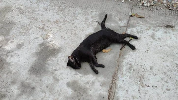 Envenenan a gatos