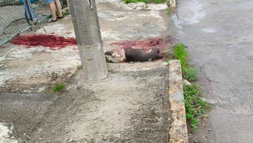 Denuncian a mujer que mata a perro