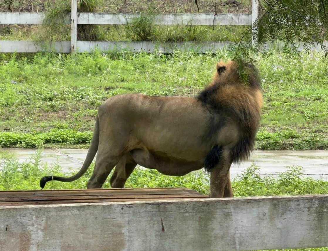 Ingresan a Ecopark a león de La Bartolina; lo llaman Iván