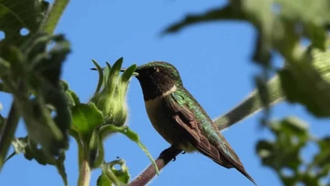 Cruza Tamaulipas el colibrí garganta rubí en su migración