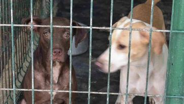 Buscan un hogar para  mascotas en Reynosa