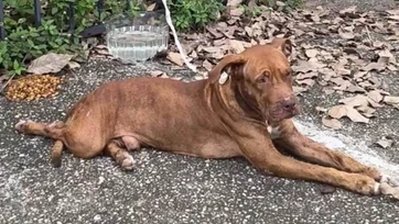 Alertan por perro pitbull agresivo cerca de escuelas