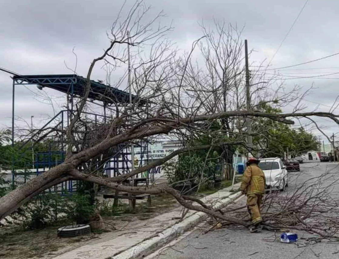 Derriban vientos árbol y generan apagón en Río Bravo