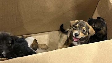 Piden controlar población animal