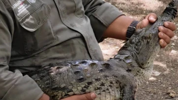 Profepa reubica a 13 cocodrilos en el Cañón del Sumidero