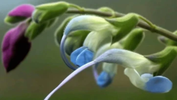 Descubren Salvia messii, nueva planta en honor a Messi