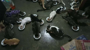 Arman el ‘croquetón’ para salvar animales