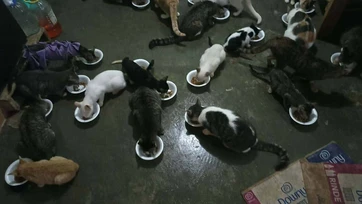 Arman el ‘croquetón’ para salvar animales